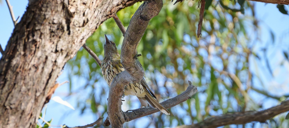 Olive-backed Oriole - ML614843591