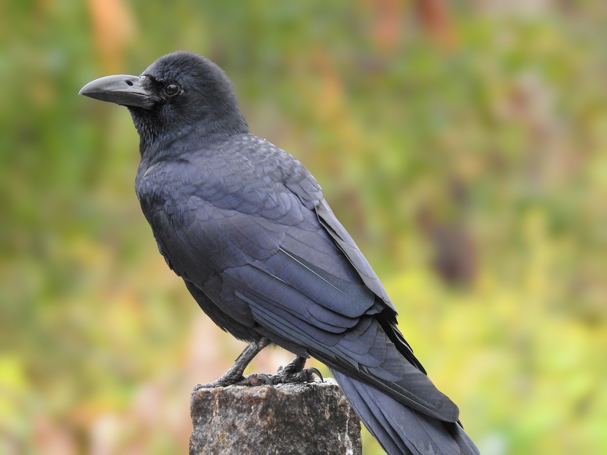 Large-billed Crow - ML614843665