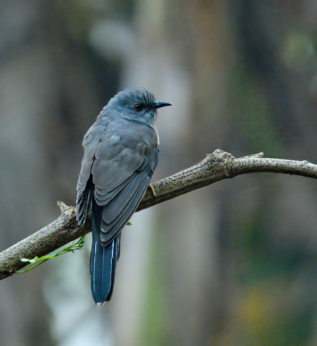 Plaintive Cuckoo - Saubhik Ghosh