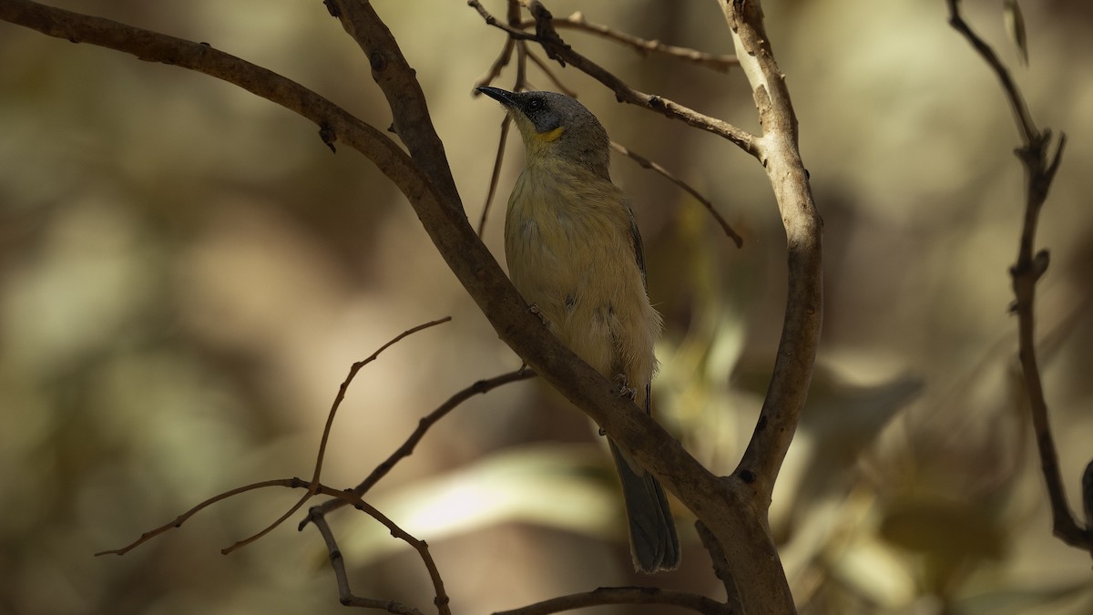 Gray-headed Honeyeater - ML614843707