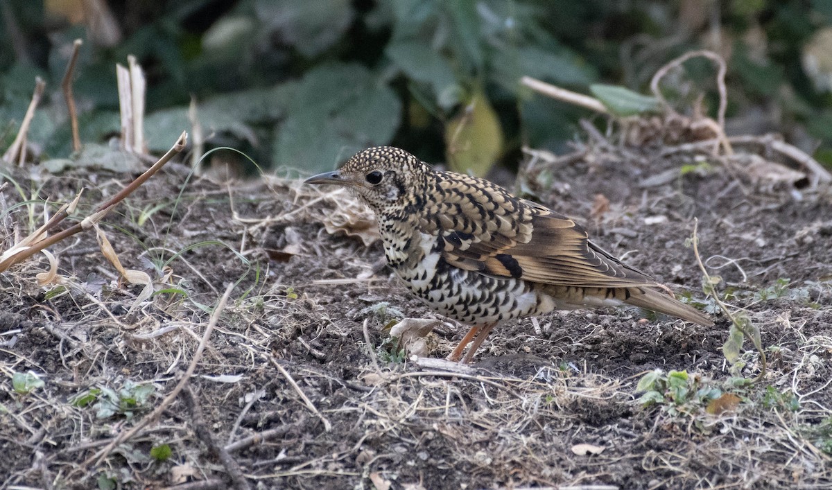 Scaly Thrush - ML614843845