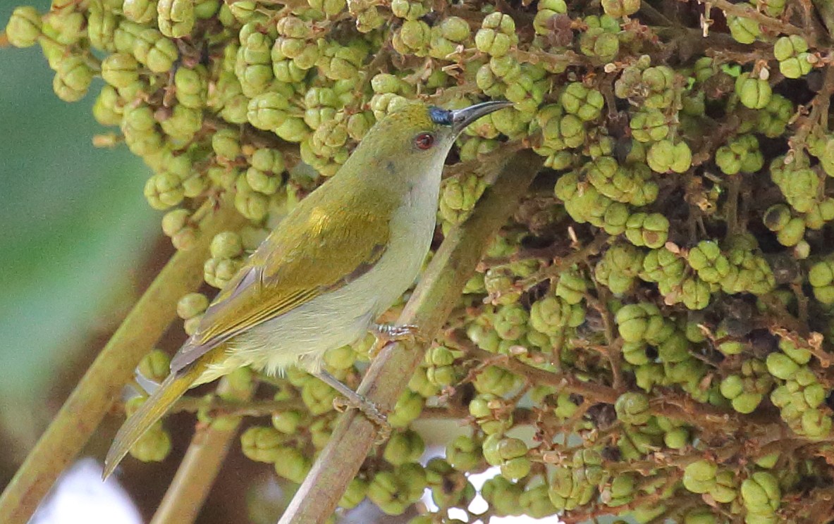 Plain Sunbird - Meng Mee Lim