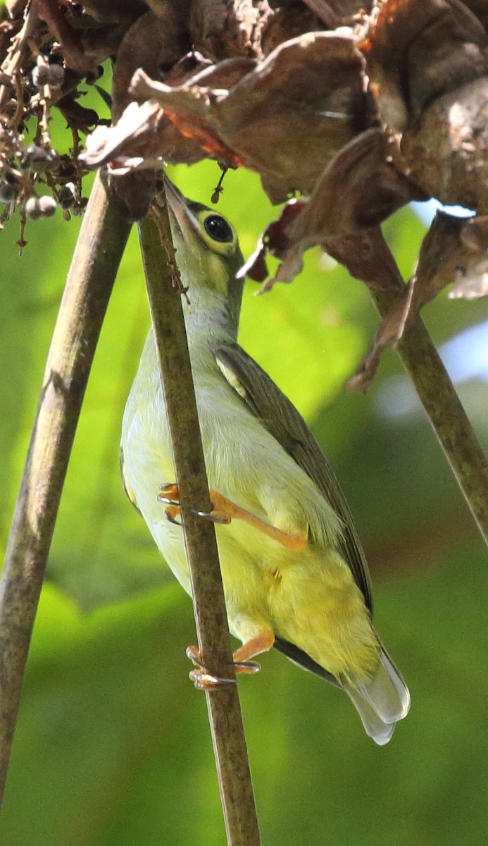 Spectacled Spiderhunter - Meng Mee Lim