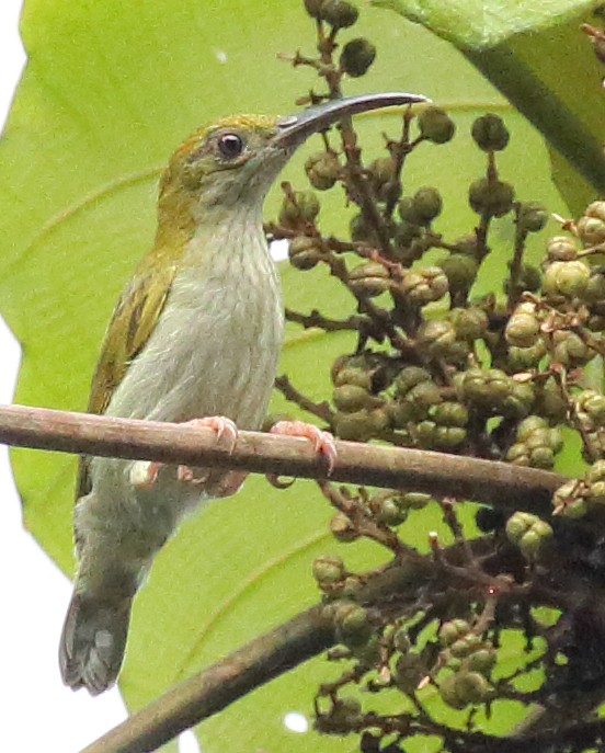 Gray-breasted Spiderhunter - Meng Mee Lim
