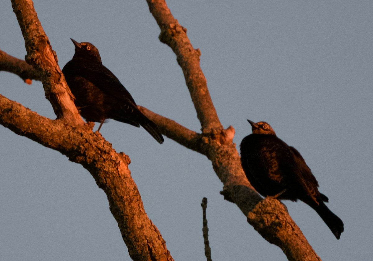 Rusty Blackbird - ML614844014