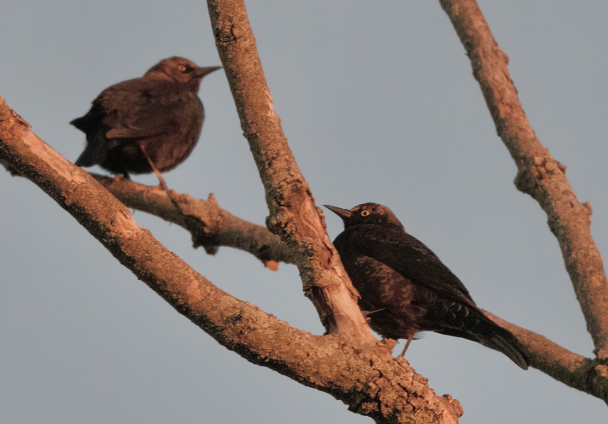 Rusty Blackbird - ML614844016