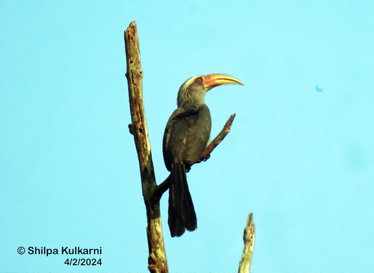 Malabar Boynuzgagası - ML614844022