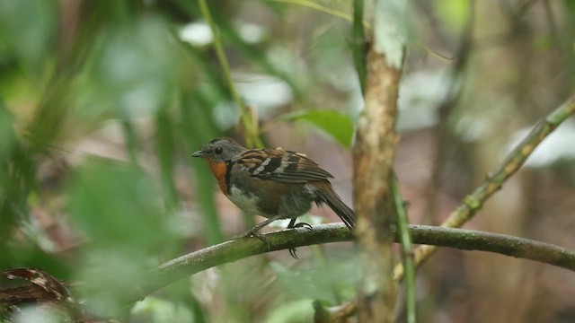 Australian Logrunner - ML614844033