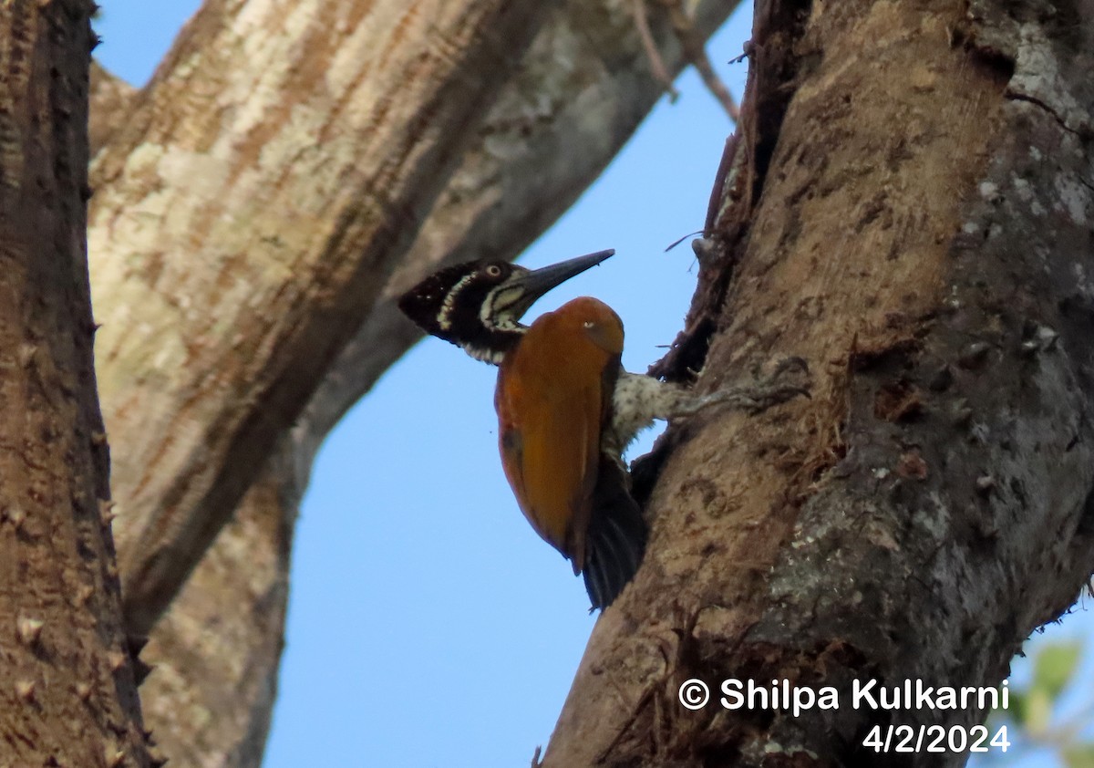 Greater/Common Flameback - ML614844039