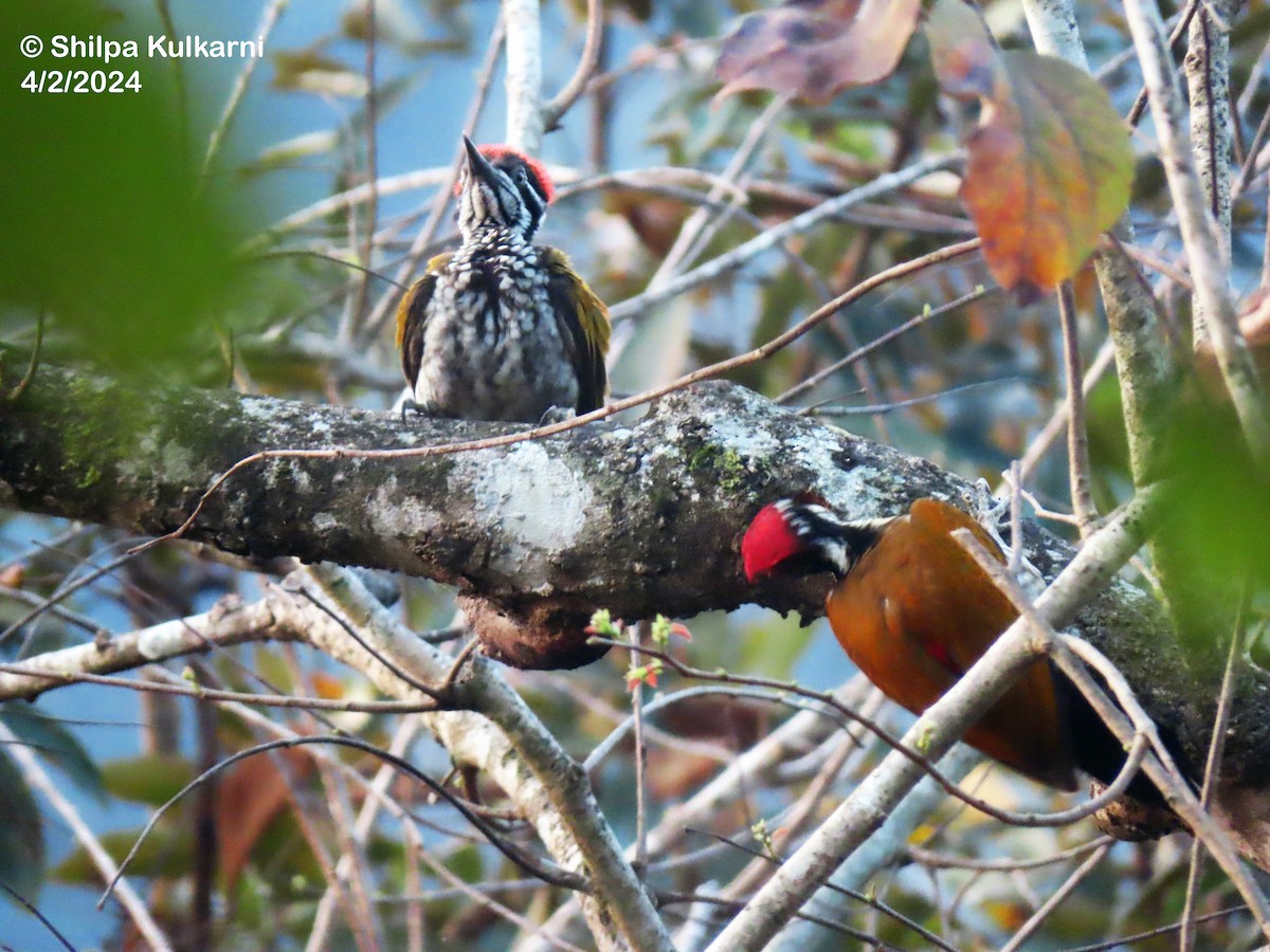 Greater/Common Flameback - ML614844044