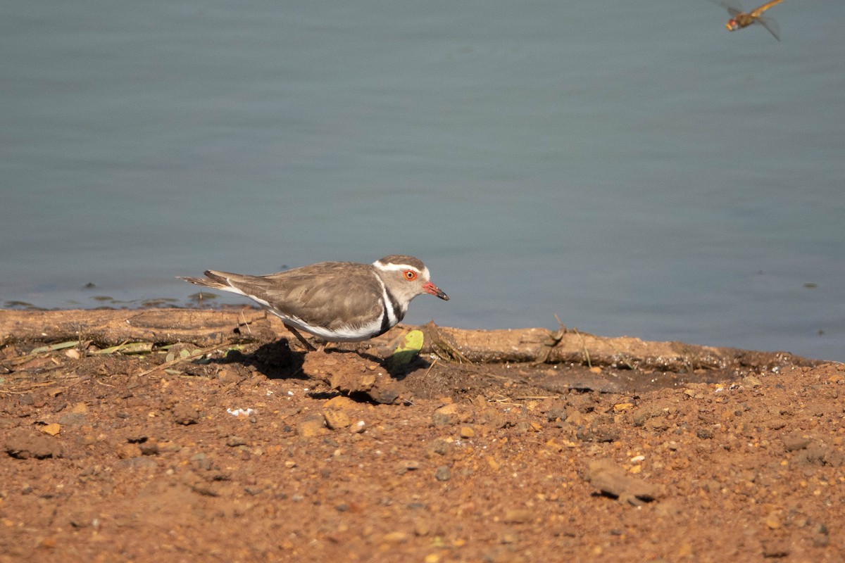 Three-banded Plover - ML614844065