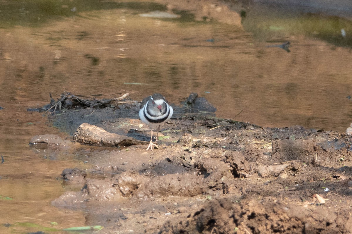 Three-banded Plover - ML614844066