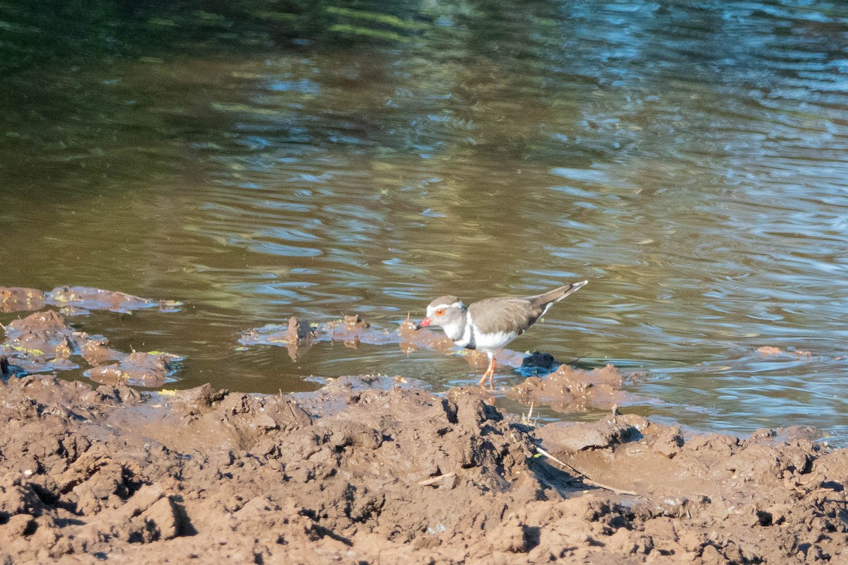 Three-banded Plover - ML614844067
