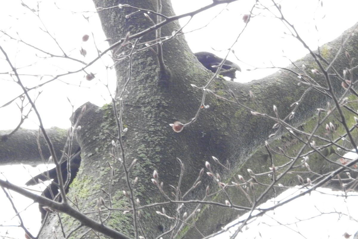 Kolkrabe - ML614844094