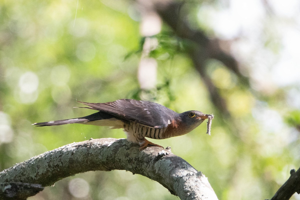 Red-chested Cuckoo - Hans van der Hoeven