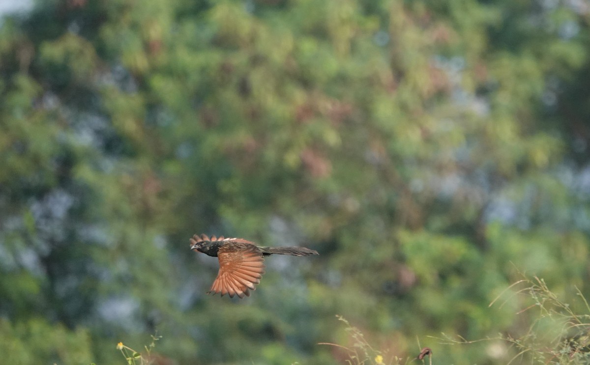 Lesser Coucal - ML614844145