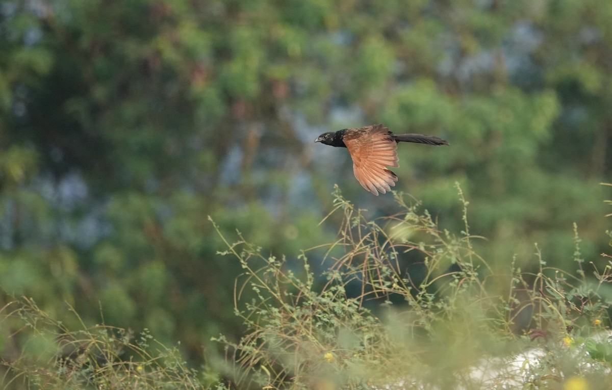 Lesser Coucal - ML614844146