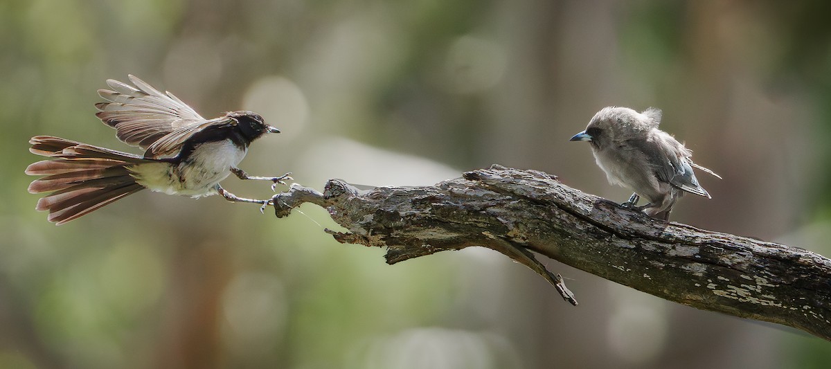 Dusky Woodswallow - Ben Milbourne