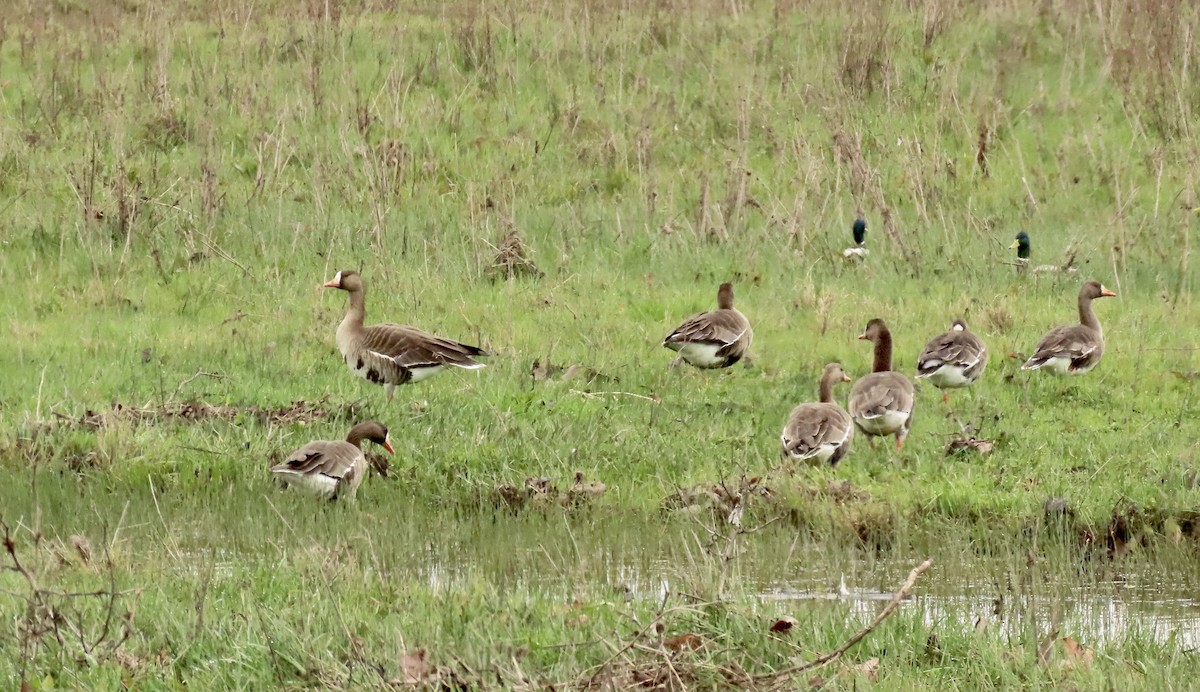 Greater White-fronted Goose - ML614844234
