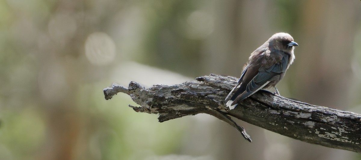 Dusky Woodswallow - ML614844238