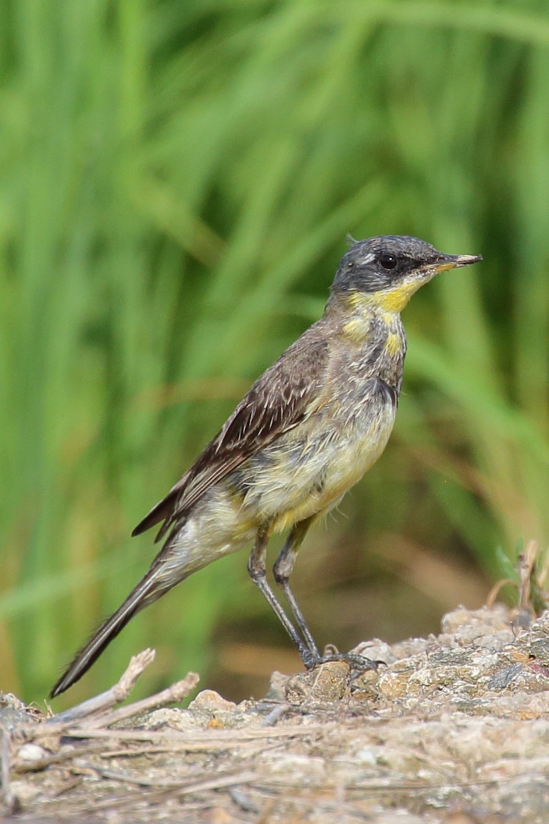 Eastern Yellow Wagtail - ML614844240