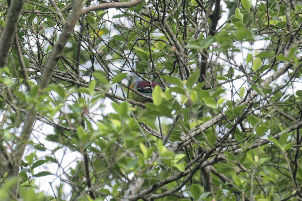 Little Green-Pigeon - ML614844265