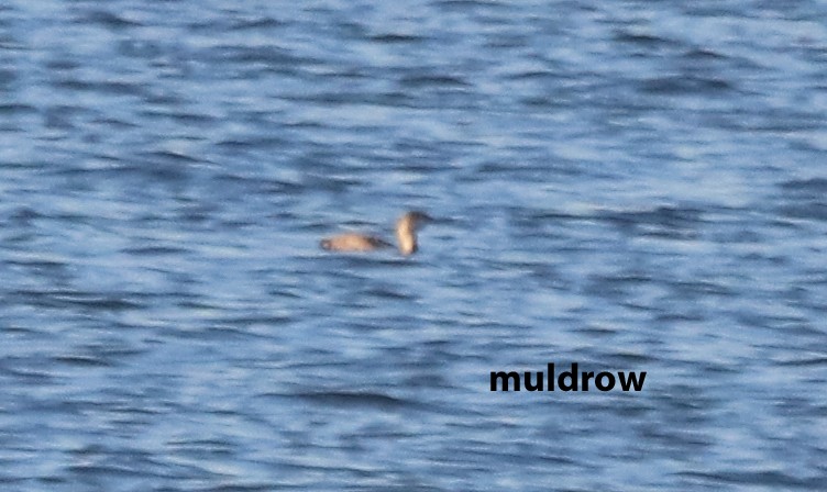 Red-throated Loon - LOUIS-john MULDROW