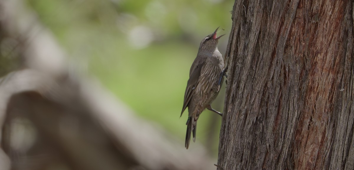 Brown Treecreeper - Ben Milbourne