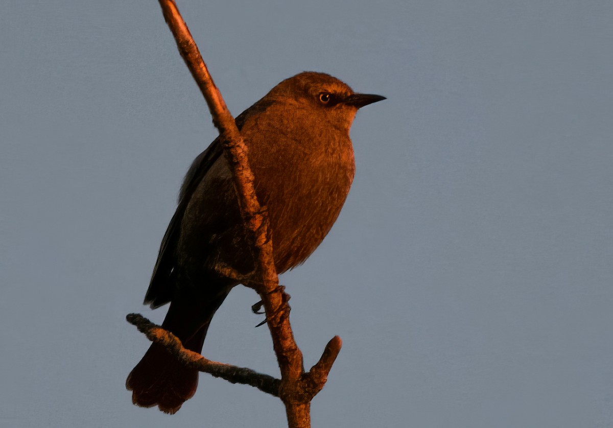 Rusty Blackbird - ML614844358