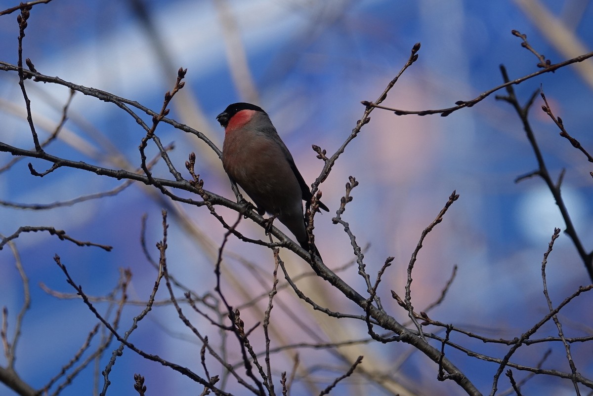 Eurasian Bullfinch - ML614844378