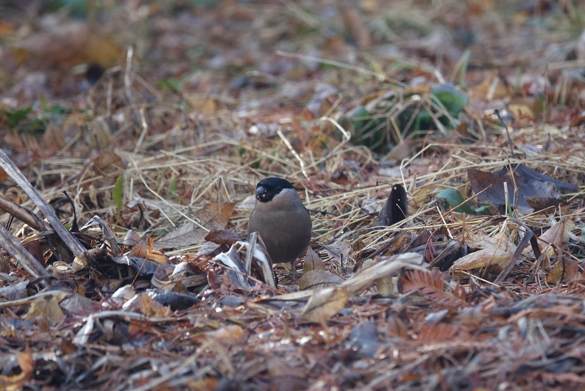 Eurasian Bullfinch - ML614844379