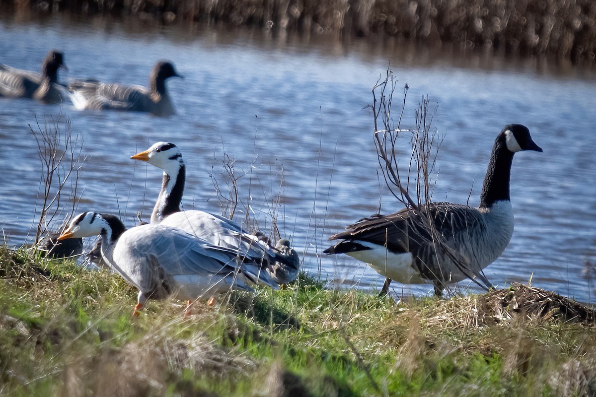 Bar-headed Goose - ML614844381