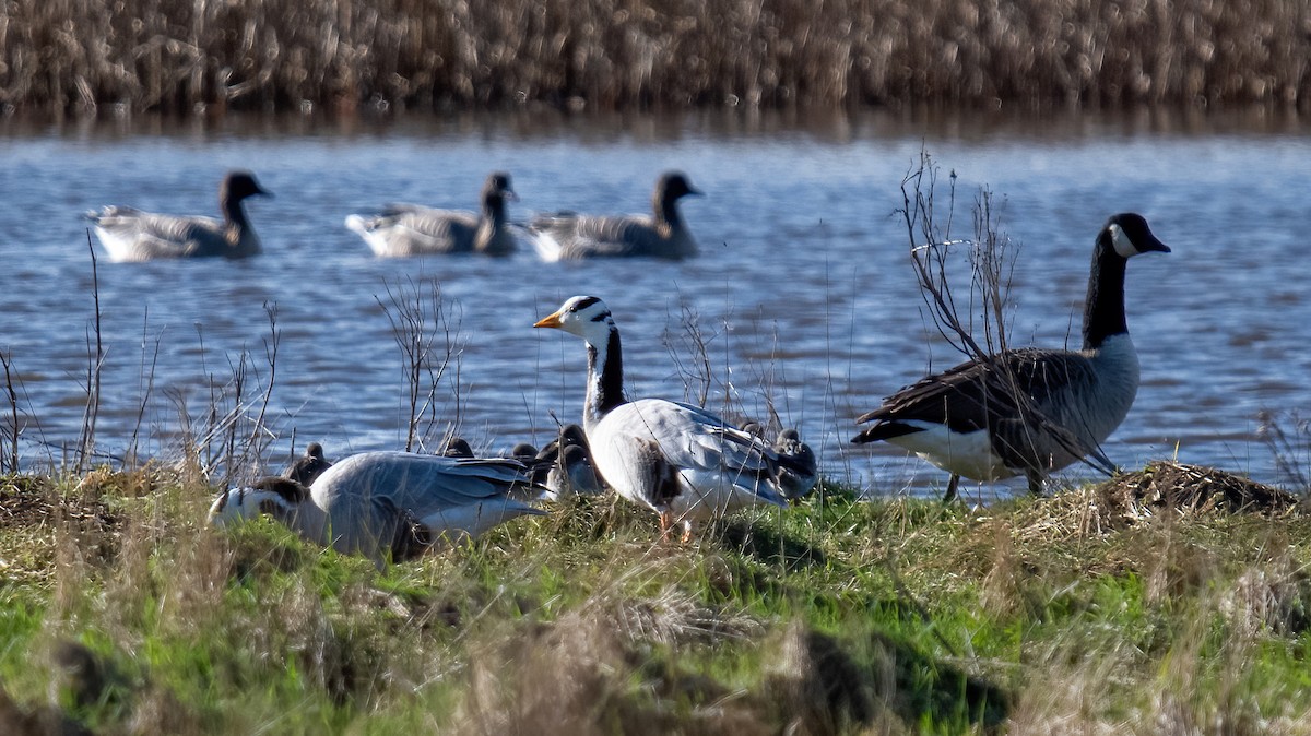 Bar-headed Goose - ML614844382