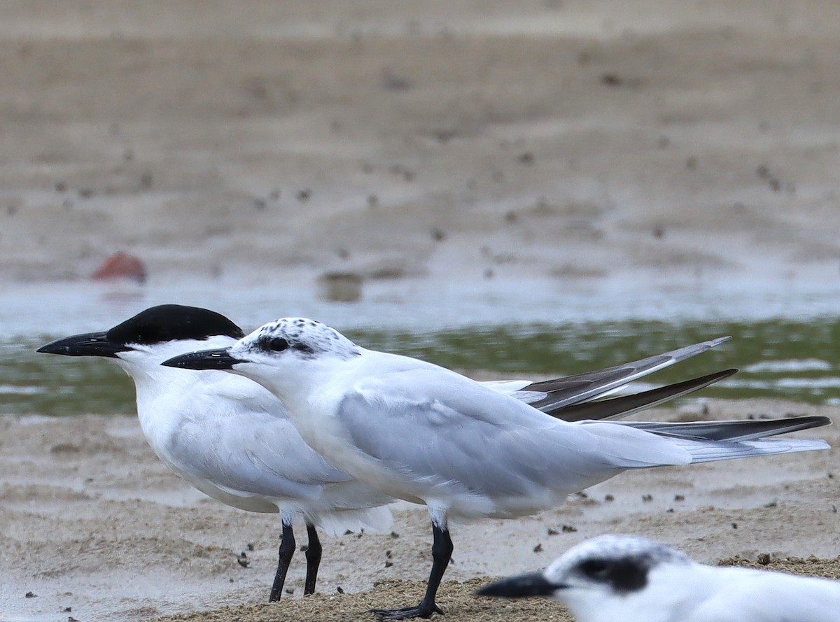 Gull-billed Tern - ML614844396