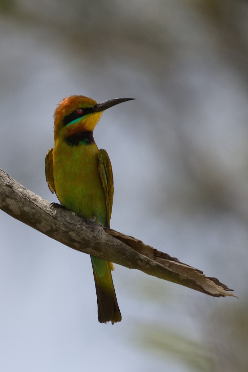 Rainbow Bee-eater - ML614844401