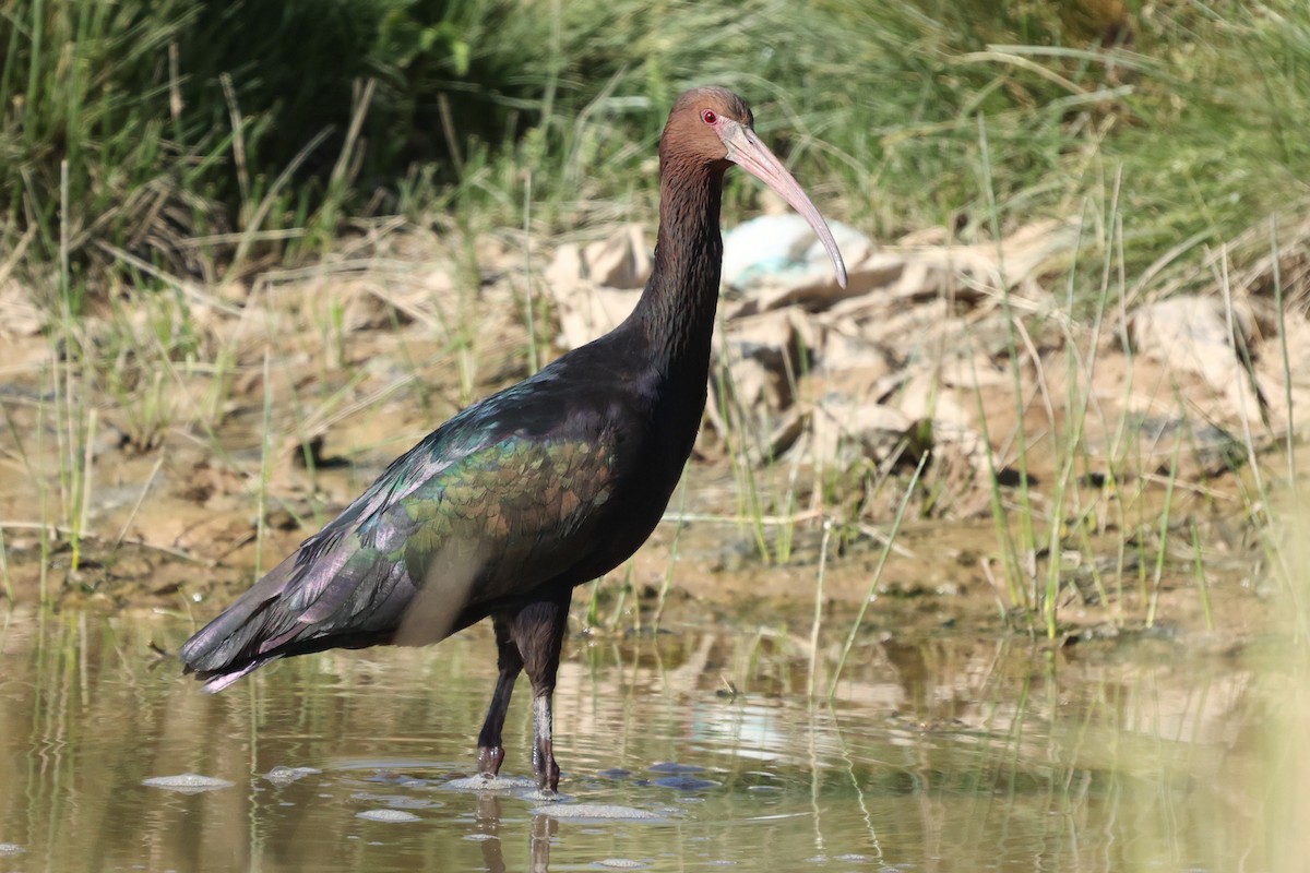ibis andský - ML614844404