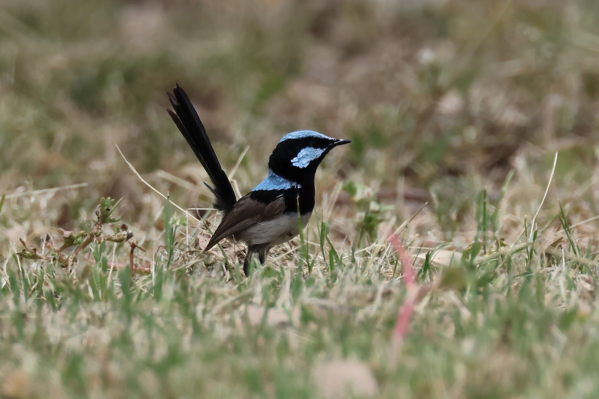 Superb Fairywren - ML614844423