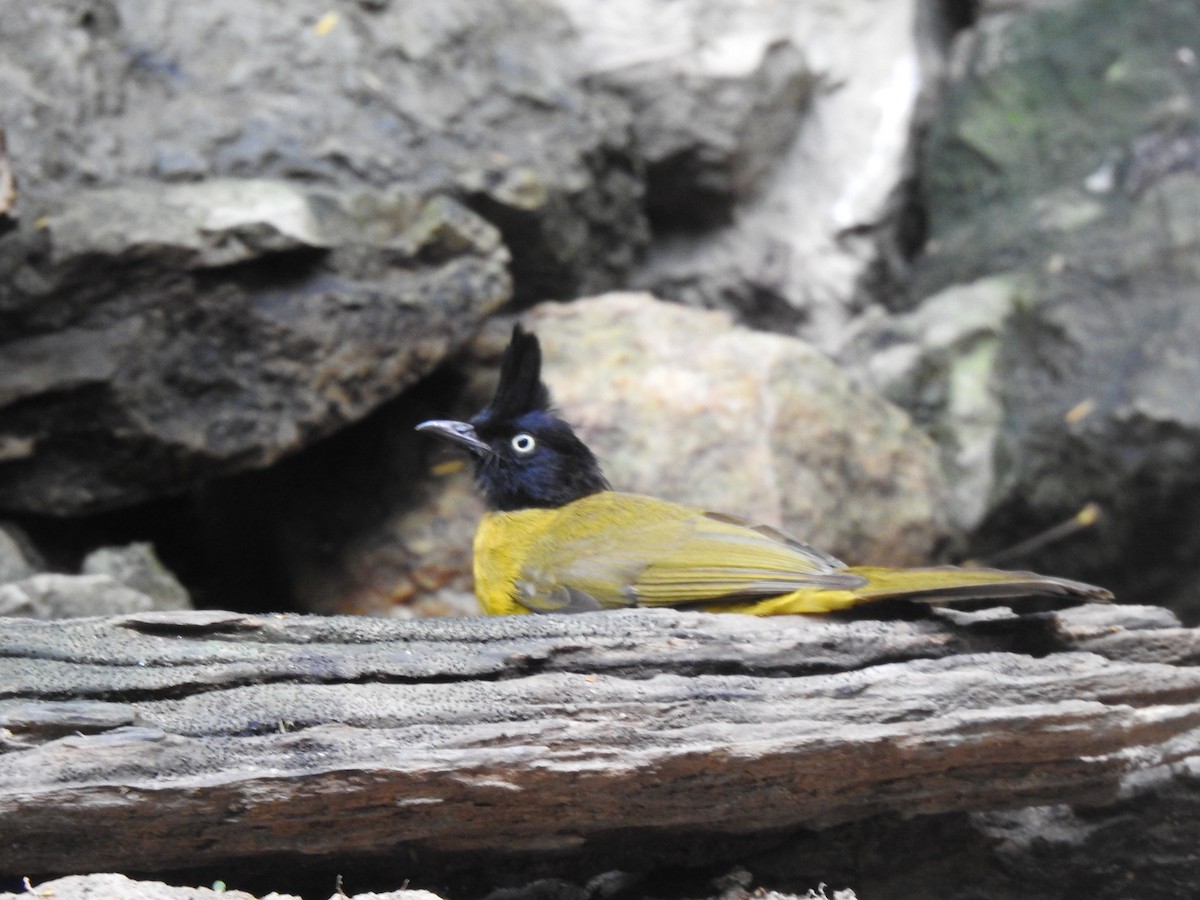 Black-crested Bulbul - ML614844541