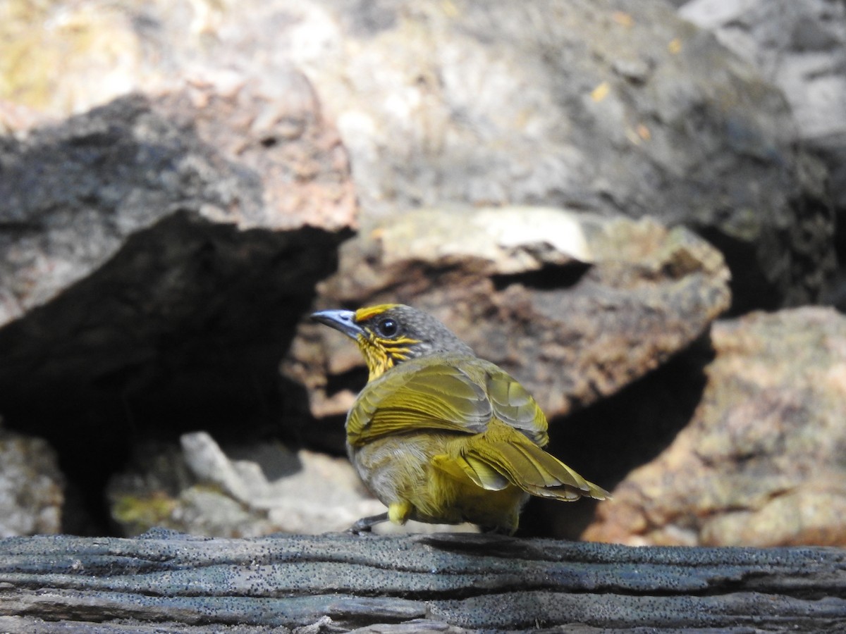 Stripe-throated Bulbul - ML614844556