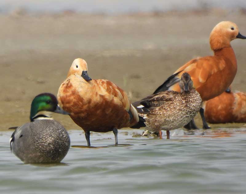 Falcated Duck - ML614844577