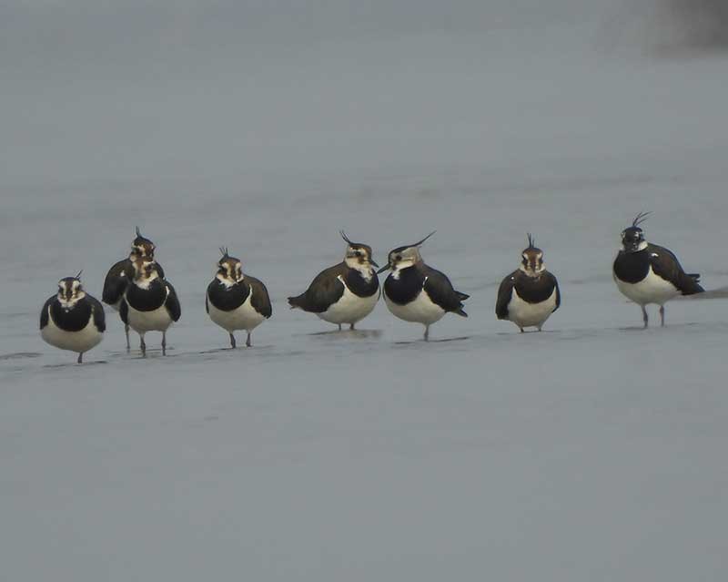 Northern Lapwing - ML614844611