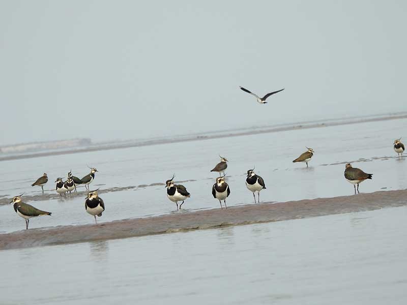 Northern Lapwing - ML614844612