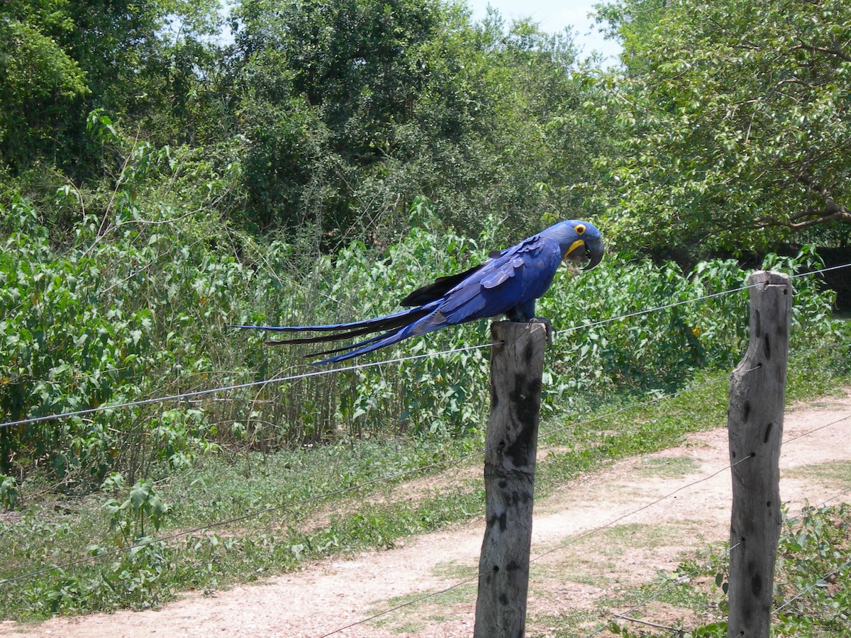 Hyacinth Macaw - ML614844646