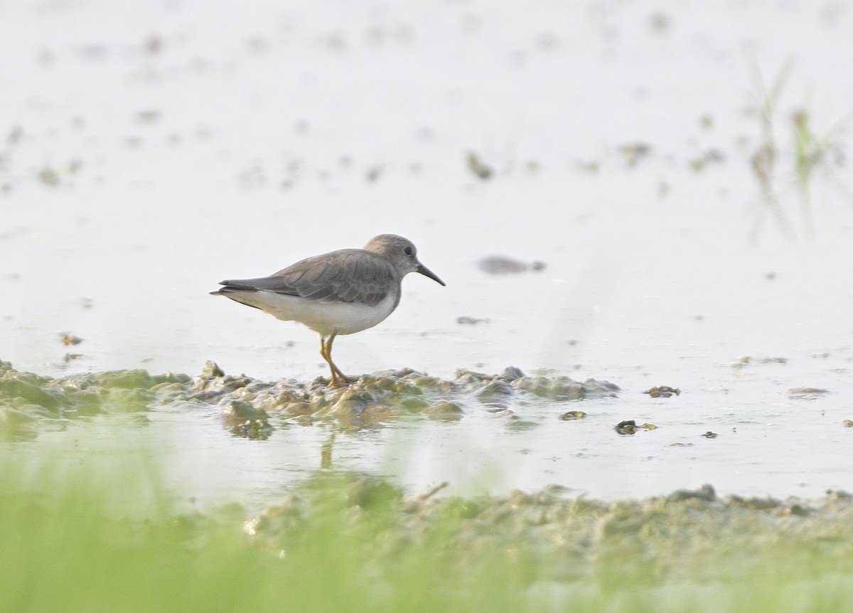 Temminck's Stint - Anurag Mishra