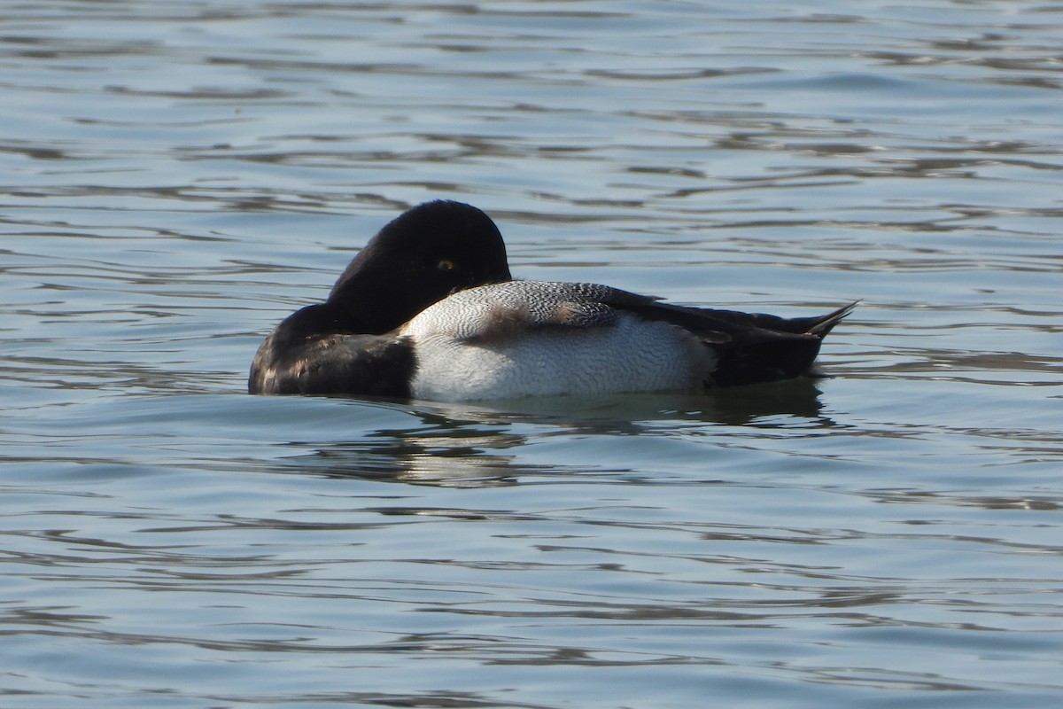 Greater Scaup - ML614844710