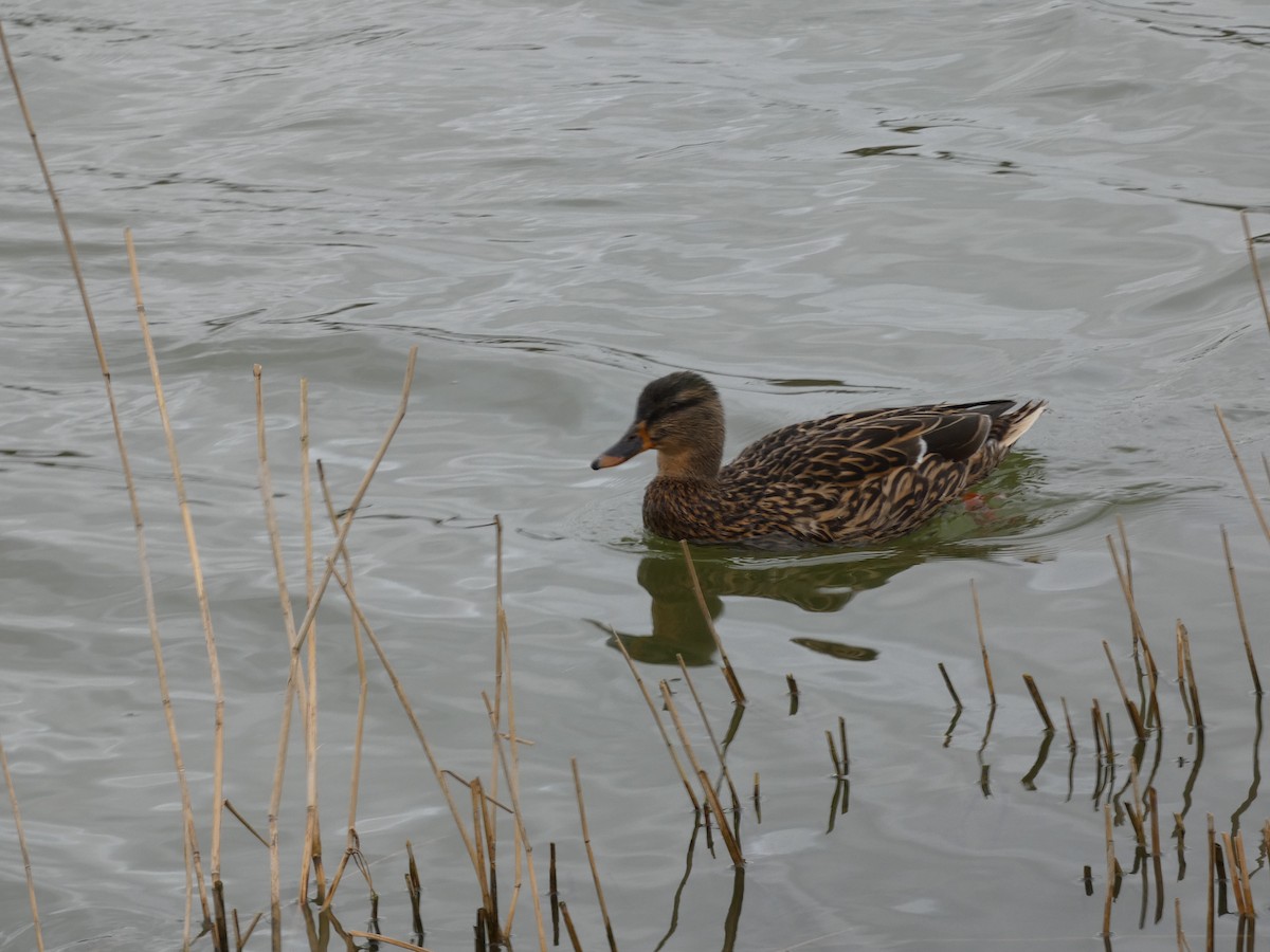 Mallard - Mike Tuer