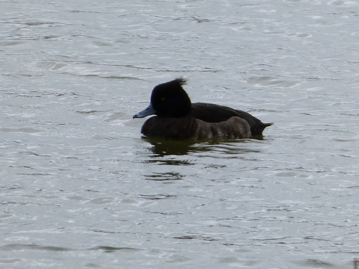 Tufted Duck - ML614844734