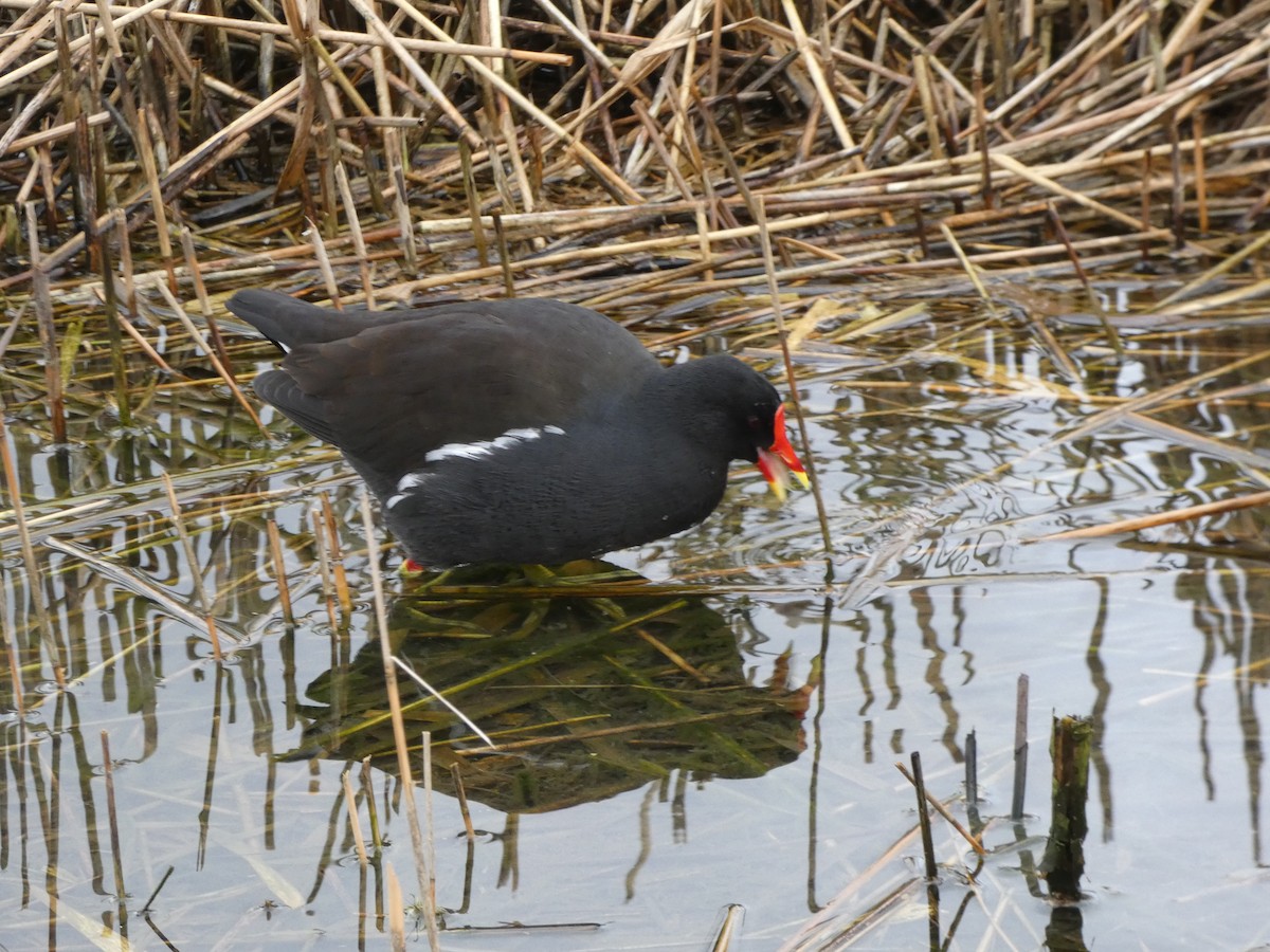 Eurasian Moorhen - ML614844756