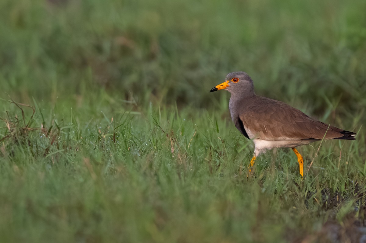 Gray-headed Lapwing - ML614844760