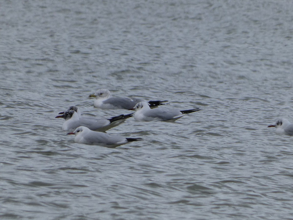 Black-headed Gull - ML614844761